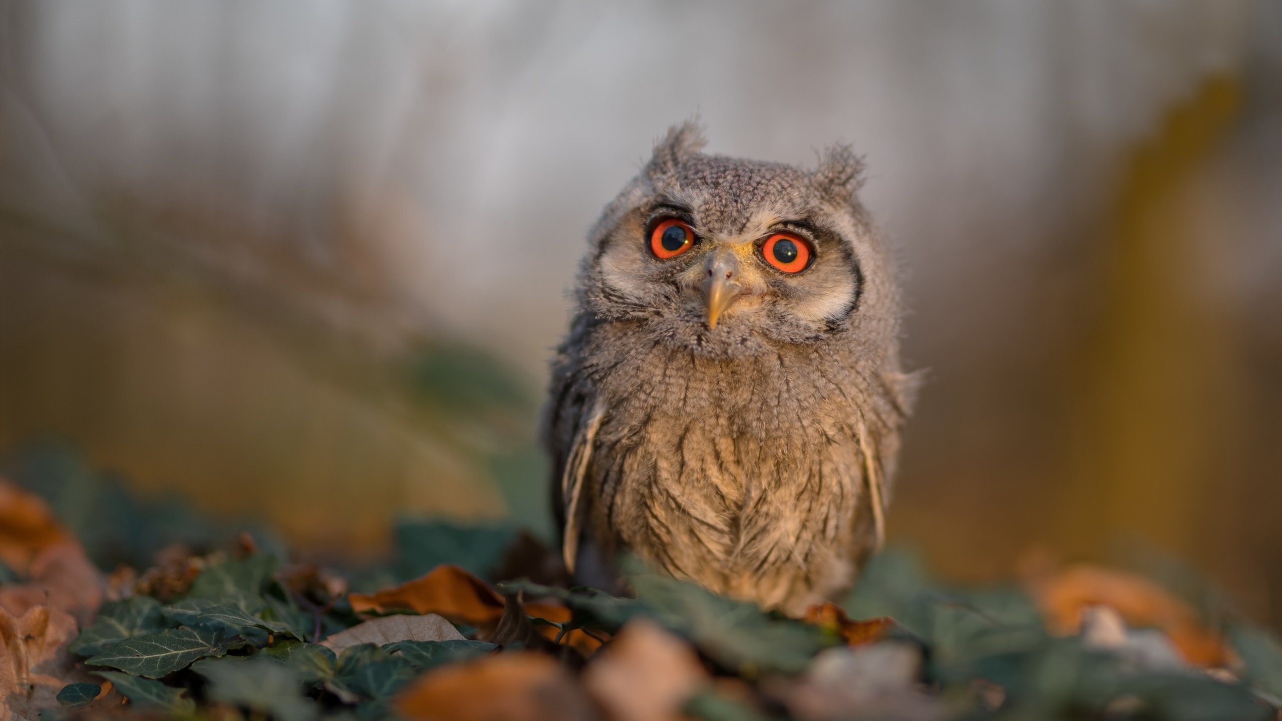 九游网-体操少年争霸赛展现未来之星竞技实力，学校体操少年