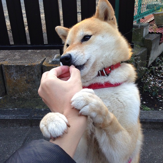 塞尔维亚男篮在欧洲预赛中奋勇争先,迎接更大舞台,塞尔维亚男子足球队欧洲杯