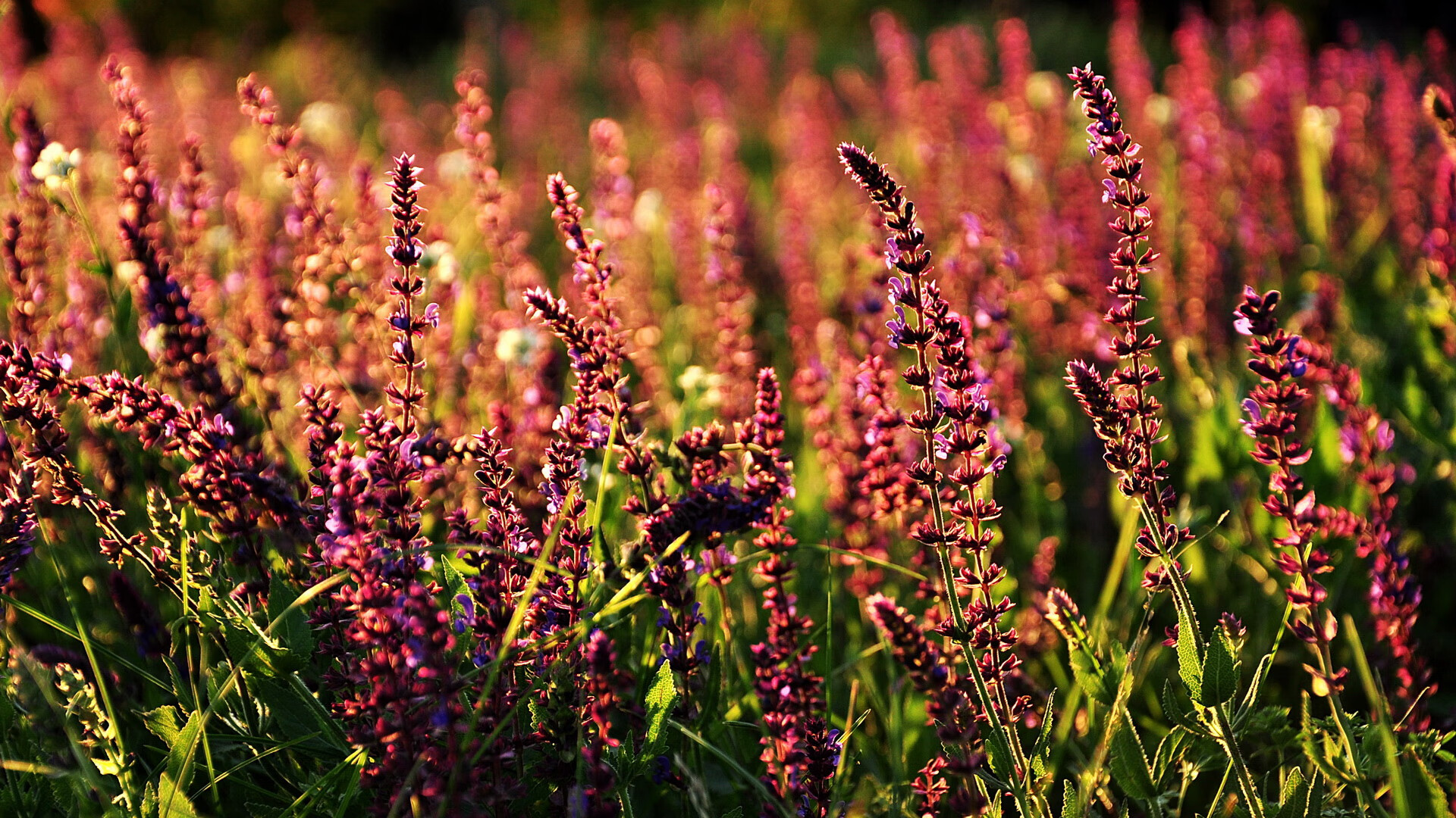 九游jiuyou-埃及球星萨拉赫荣获非洲最佳球员奖