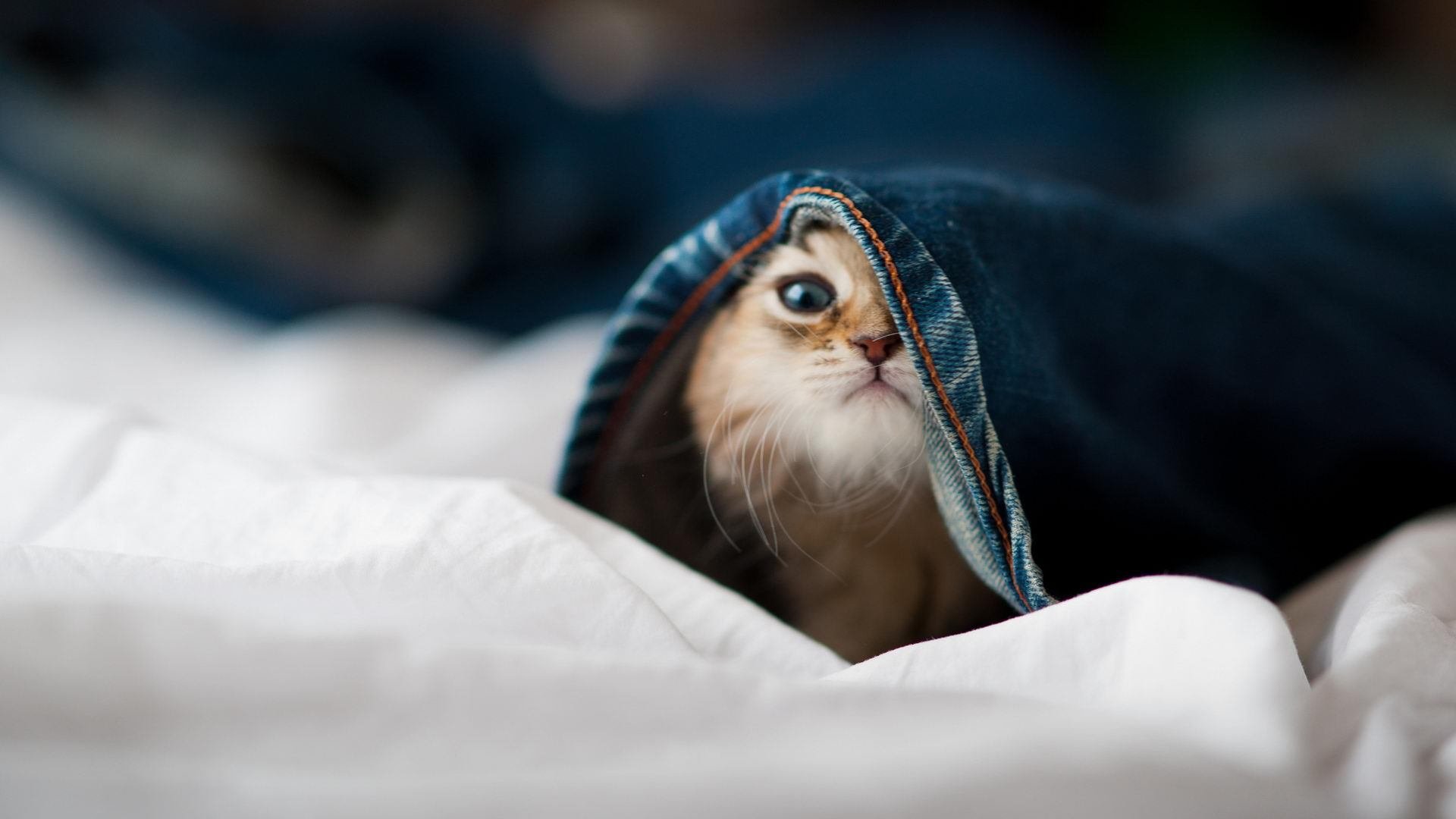 森林狼主帅召开队内会议强调细节决定成败,森林狼主力