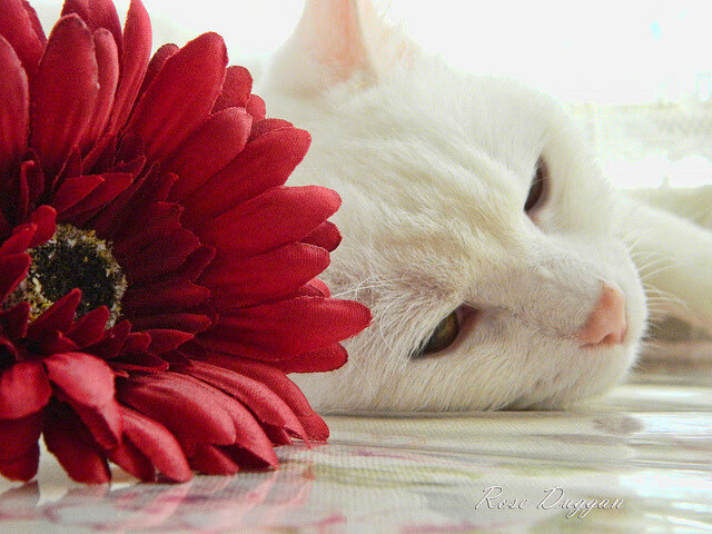 篮球分析平台上线支持数据可视化提升战术研究效率,篮球分析软件排行榜