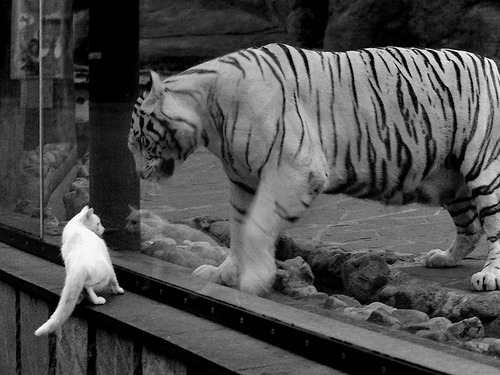 篮球青训中心推进训练内容图像化提升教学效率,篮球青训队训练计划