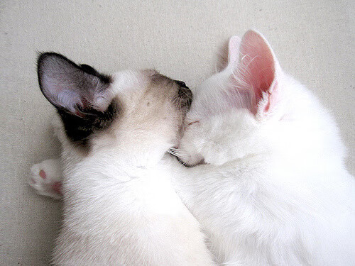 跳水难度升级波兰挑战极限,波兰跳伞